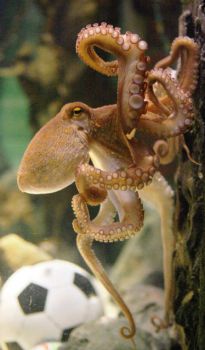 หมึกพอล